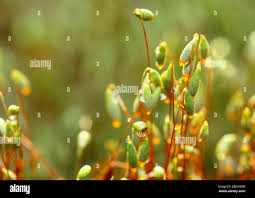 Attēlu rezultāti vaicājumam “Funaria hygrometrica sporophyte”