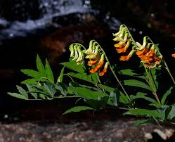 Attēlu rezultāti vaicājumam “Lathyrus laevigatus”