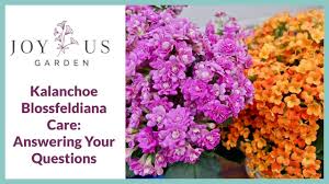 Image result for Kalanchoe blossfeldiana