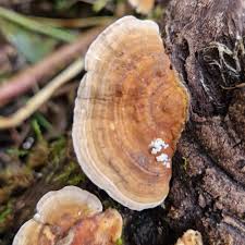Attēlu rezultāti vaicājumam “Trametes ochracea”