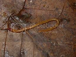 Attēlu rezultāti vaicājumam “Geophilidae”