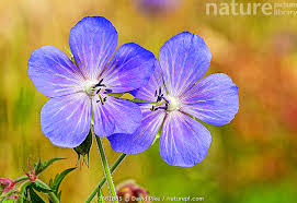 Attēlu rezultāti vaicājumam “Geranium pratense flower”