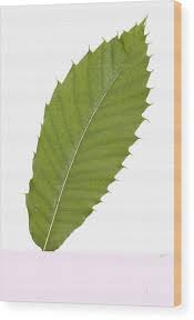 Attēlu rezultāti vaicājumam “Castanea sativa  leaf”