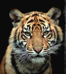 Attēlu rezultāti vaicājumam “Diderma tigrinum young”