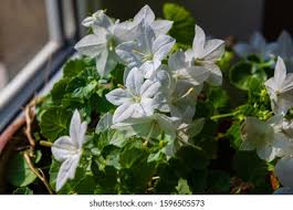 Image result for Campanula isophylla