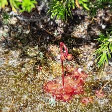 Attēlu rezultāti vaicājumam “Droseraceae”