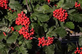 Attēlu rezultāti vaicājumam “Sorbus intermedia fruit”
