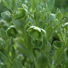 Image result for Helleborus foetidus