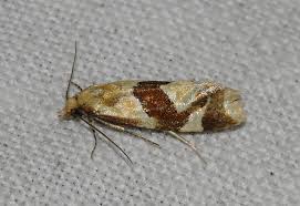 Attēlu rezultāti vaicājumam “Anacampsis blatariella”