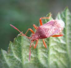 Attēlu rezultāti vaicājumam “Rhopalus maculatus”