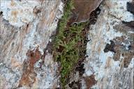 Attēlu rezultāti vaicājumam “Cinereomyces lindbladii”