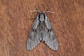 Attēlu rezultāti vaicājumam “Sphinx pinastri”