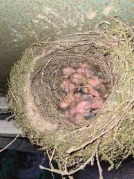 Attēlu rezultāti vaicājumam “Turdus merula eggs”