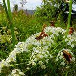Attēlu rezultāti vaicājumam “Peucedanum oreoselinum flower”
