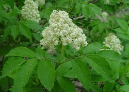 Attēlu rezultāti vaicājumam “Sambucus racemosa leaf”