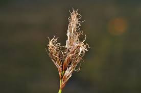 Attēlu rezultāti vaicājumam “Carex praecox”