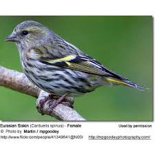 Attēlu rezultāti vaicājumam “Carduelis spinus female”