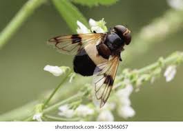 Attēlu rezultāti vaicājumam “Volucella pellucens”