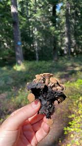 Attēlu rezultāti vaicājumam “Asterophora lycoperdoides”