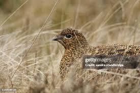 Attēlu rezultāti vaicājumam “Lagopus lagopus female”