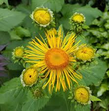 Attēlu rezultāti vaicājumam “Telekia speciosa bud”