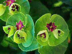 Attēlu rezultāti vaicājumam “Euphorbiaceae”