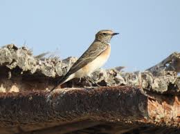 Image result for Oenanthe pleschanka