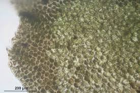 Attēlu rezultāti vaicājumam “Lophozia incisa”