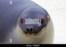 Image result for Cystophora cristata