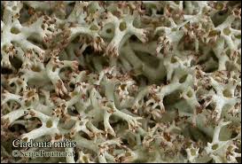 Attēlu rezultāti vaicājumam “Cladonia mitis”