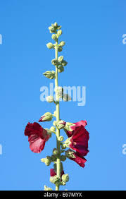 Attēlu rezultāti vaicājumam “Alcea rosea bud”