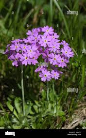 Attēlu rezultāti vaicājumam “Primula farinosa flower”