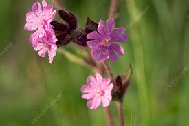 Image result for Silene dioica