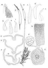 Attēlu rezultāti vaicājumam “Barbula convoluta”