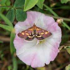 Attēlu rezultāti vaicājumam “Pyrausta purpuralis”