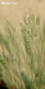 Attēlu rezultāti vaicājumam “Ionomidotis irregularis”