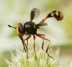 Attēlu rezultāti vaicājumam “Conopidae”