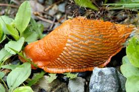 Attēlu rezultāti vaicājumam “Arion rufus”