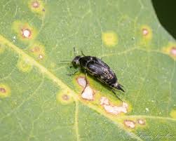 Attēlu rezultāti vaicājumam “Mordella sp.”