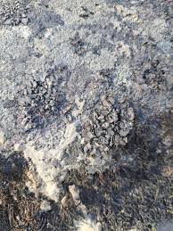 Attēlu rezultāti vaicājumam “Dermatocarpon luridum”