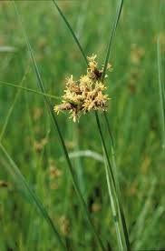 Attēlu rezultāti vaicājumam “Bolboschoenus maritimus flower”
