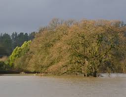 Attēlu rezultāti vaicājumam “Reticularia lobata”