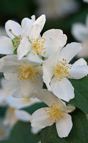 Attēlu rezultāti vaicājumam “Philadelphus coronarius flower”