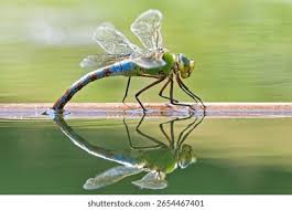 Attēlu rezultāti vaicājumam “Aeshna mixta female”