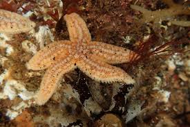 Image result for Asterias rubens