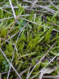 Attēlu rezultāti vaicājumam “Brachythecium albicans”