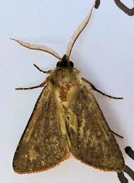 Attēlu rezultāti vaicājumam “Diachea muscorum young”