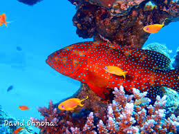 Image result for Epinephelus morio