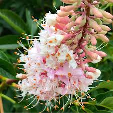 Attēlu rezultāti vaicājumam “Aesculus”