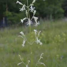 Attēlu rezultāti vaicājumam “Silene nutans”